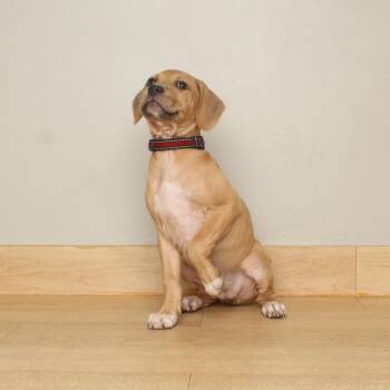 Carly D70345 -  Labrador Retriever and Hound Dog for Adoption in Minnetonka, Minnesota - Carly D70345 | PetCurious