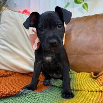 American Staffordshire Terrier and Labrador Retriever Dogs Available for Adoption in Friendswood, Texas - Verona Tulip | PetCurious