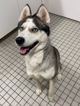 Nadja -  Husky Dog for Adoption in Fall River, Massachusetts - Nadja | PetCurious