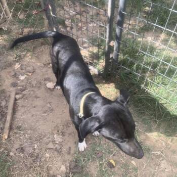 Black Labrador Retriever Dogs Available for Adoption in Hearne, Texas - Thunder | PetCurious