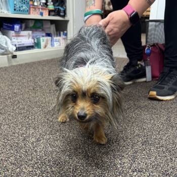 Chihuahua and Yorkshire Terrier Dogs Available for Adoption in Brooklyn Center, Minnesota - Remi | PetCurious