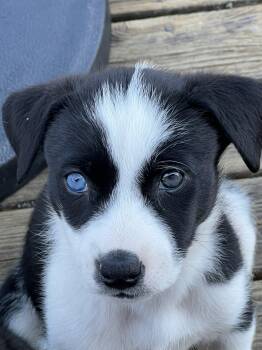 Sis -  Australian Shepherd Dog for Adoption in Gig Harbor, Washington - Sis | PetCurious