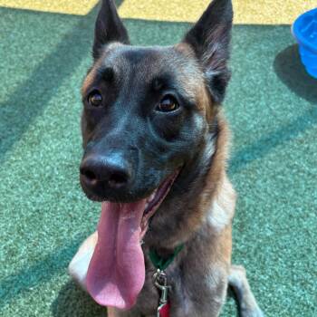 Belgian Shepherd Malinois Dogs Available for Adoption in Greensboro, North Carolina - TULIP | PetCurious