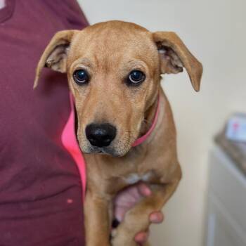 Porkchop -  Mixed Breed Dog for Adoption in Corinth, Mississippi - Porkchop | PetCurious