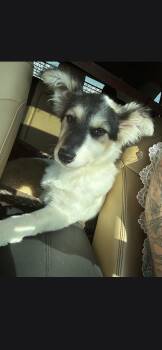 Coco -  Collie Dog for Adoption in Plano, Texas - Coco | PetCurious