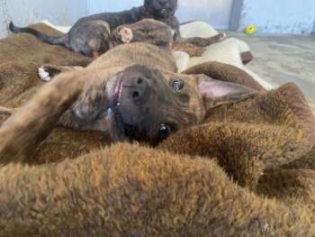 Bullmastiff and German Shepherd Dog Dogs Available for Adoption in Port Alberni, British Columbia - Stuart | PetCurious