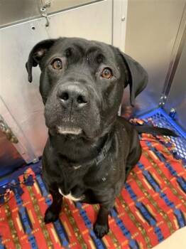 Pit Bull Terrier and Labrador Retriever Dogs Available for Adoption - DIESEL | PetCurious