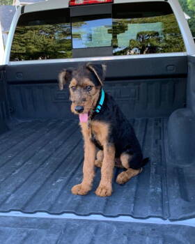 Rescue Airedale Terrier Dogs for Adoption in Euless, Texas - Carter | PetCurious