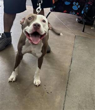 CHOCO -  Mixed Breed Dog for Adoption in Dallas, Texas - CHOCO | PetCurious
