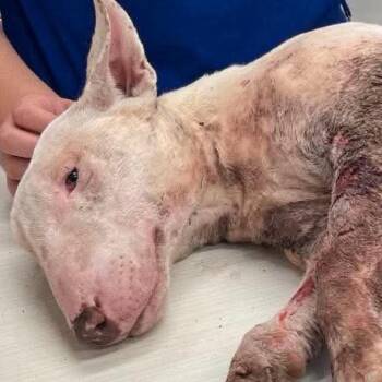 Amara Marshmallow -  Bull Terrier Dog for Adoption in Spring Hill, Kansas - Amara Marshmallow | PetCurious