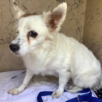 IVHS-Stray-143892 -  Pomeranian Dog for Adoption in San Gabriel, California - IVHS-Stray-143892 | PetCurious