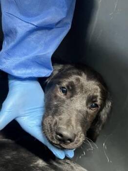 Golden Retriever and Mixed Breed Dogs Available for Adoption - Neon Sunlight | PetCurious