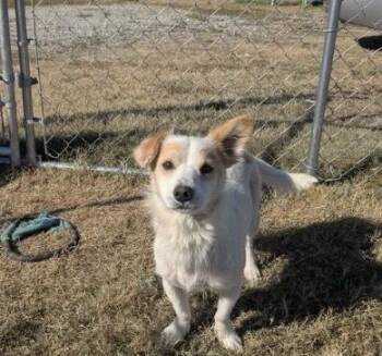 Max -  Corgi Dog for Adoption in Boston, Massachusetts - Max | PetCurious