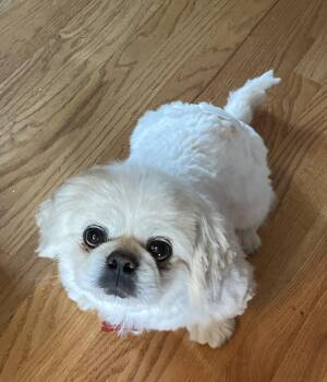 Pekingese Dogs Available for Adoption in Overland Park, Kansas - Boone | PetCurious
