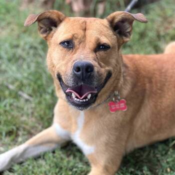 Rescue Mixed Breed Dogs for Adoption in Huntington, West Virginia - Liberty | PetCurious