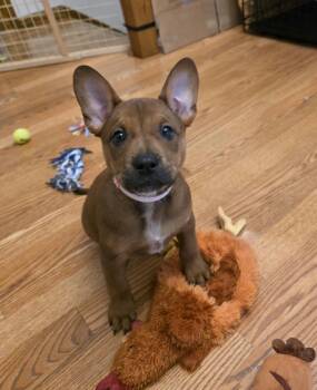 Bluey -  Boxer and Pit Bull Terrier Dog for Adoption in Minneapolis, Minnesota - Bluey | PetCurious