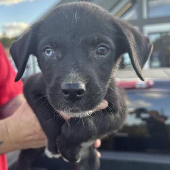 Rescue Mixed Breed Dogs for Adoption in Marshall, Texas - Rumi | PetCurious