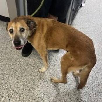 German Shepherd Dog Dogs Available for Adoption in Converse, Texas - Willie | PetCurious