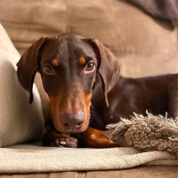 Legend 3603 -  Doberman Pinscher Dog for Adoption in Oakland Park, Florida - Legend 3603 | PetCurious