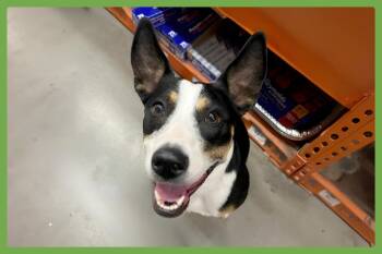Chelsea -  Australian Kelpie and Border Collie Dog for Adoption in Amherst, Massachusetts - Chelsea | PetCurious
