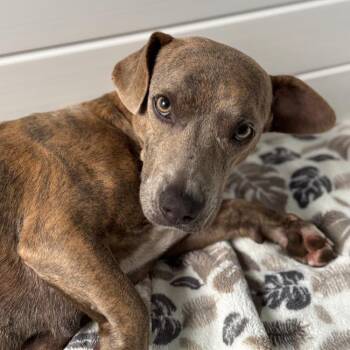 Rescue Corgi and Terrier Dogs for Adoption in San Diego, California - Susie | PetCurious