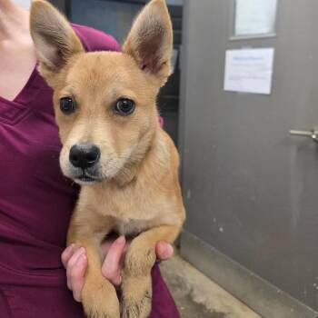 Tulip -  Mixed Breed Dog for Adoption in Clanton, Alabama - Tulip | PetCurious