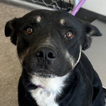 Rex -  Mixed Breed Dog for Adoption in Las Cruces, New Mexico - Rex | PetCurious