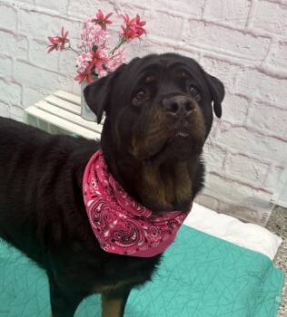 Agatha -  Rottweiler Dog for Adoption in Detroit, Michigan - Agatha | PetCurious