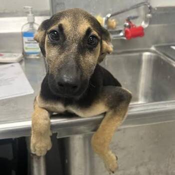 Cash -  Labrador Retriever and Mixed Breed Dog for Adoption in Birmingham, Alabama - Cash | PetCurious