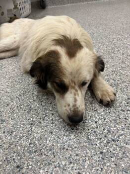 Rescue Mixed Breed Dogs for Adoption in Knoxville, Tennessee - Quinn | PetCurious