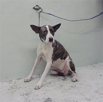 Rescue Staffordshire Bull Terrier and Mixed Breed Dogs for Adoption in Houston, Texas - HEART | PetCurious