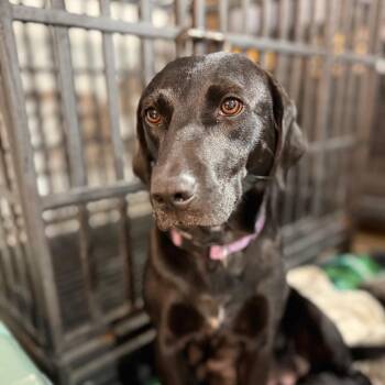 Black Labrador Retriever Dogs Available for Adoption in Huntsville, Alabama - Mom Lab | PetCurious