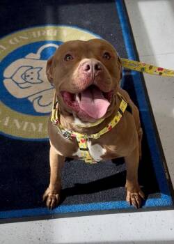 Chonk -  Pit Bull Terrier Dog for Adoption in Montgomery, New Jersey - Chonk | PetCurious