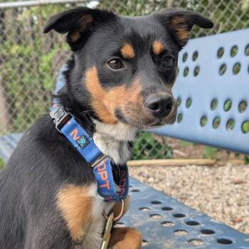 Vern -  Mixed Breed Dog for Adoption in West Olive, Michigan - Vern | PetCurious