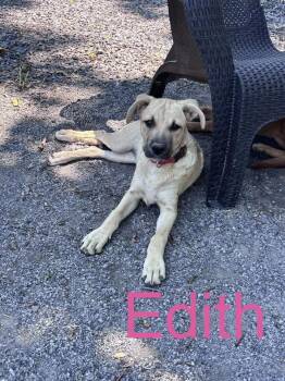 Edith -  Hound Dog for Adoption in Zimmerman, Minnesota - Edith | PetCurious