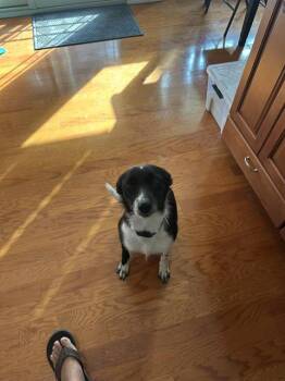 Rescue Border Collie Dogs for Adoption in San Antonio, Texas - DUO DUO | PetCurious