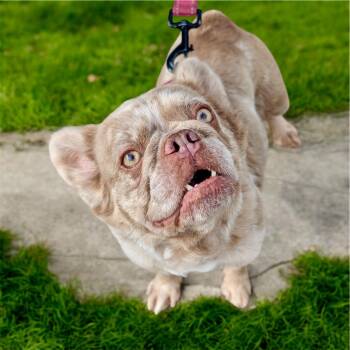 Rescue French Bulldog Dogs for Adoption in Fort Myers, Florida - Charmaine-13lb Fuzzy Frenchie! | PetCurious