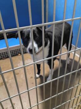 Jerry -  Labrador Retriever Dog Available for Adoption in Pierceton, Indiana - Jerry | PetCurious