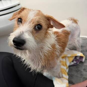 Ollie -  Jack Russell Terrier Dog for Adoption in Raleigh, North Carolina - Ollie | PetCurious