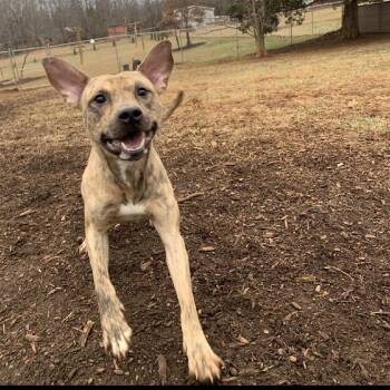 Mixed Breed Dogs Available for Adoption in Rocky Mount, Virginia - Tiger | PetCurious