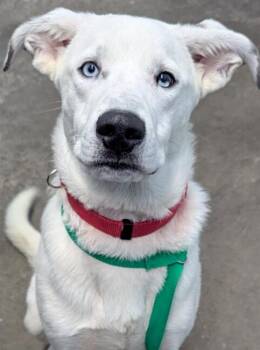 Huck Finn -  Husky Dog for Adoption in Evansville, Indiana - Huck Finn | PetCurious