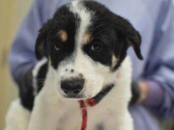 Mary -  Great Pyrenees and Shepherd Dog for Adoption in Portland, Oregon - Mary | PetCurious
