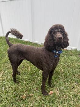 Labradoodle Dogs Available for Adoption in Alafaya, Florida - Romeo | PetCurious