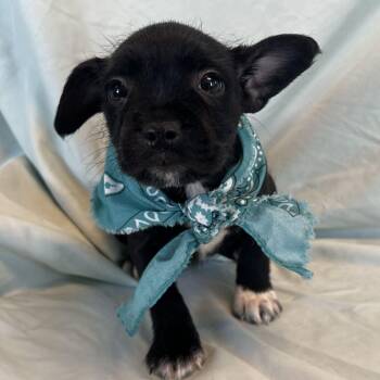 Katrina -  Mixed Breed Dog for Adoption in Canal Winchester, Ohio - Katrina | PetCurious