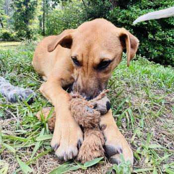 Jessie -  Mountain Cur and Australian Cattle Dog Blue Heeler Dog for Adoption in Atlanta, Texas - Jessie | PetCurious