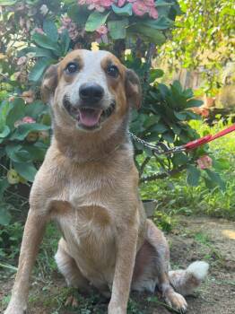 Chispa2 -  Foxhound and Australian Cattle Dog Blue Heeler Dog for Adoption in Ramona, California - Chispa2 | PetCurious