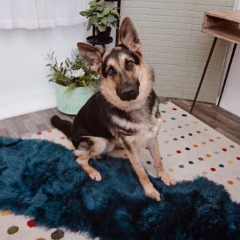 Galileo -  German Shepherd Dog Dog for Adoption in Los Angeles, California - Galileo | PetCurious