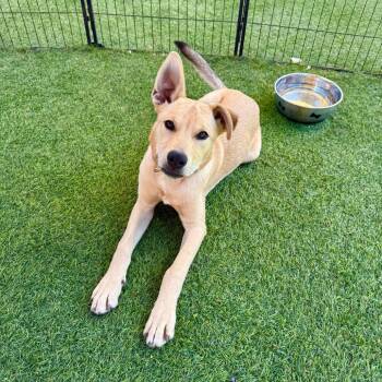 Woody -  Shepherd and Carolina Dog Dog for Adoption in Agoura Hills, California - Woody | PetCurious