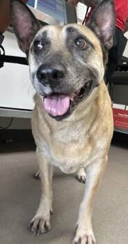 CHARLOTTE -  German Shepherd Dog and Mixed Breed Dog for Adoption in San Bernardino, California - CHARLOTTE | PetCurious