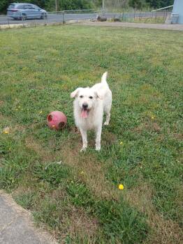 Nikko -  Standard Poodle and Labrador Retriever Dog for Adoption in Albany, Oregon - Nikko | PetCurious